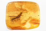 Fossil Walking Stick (Phasmatodea) In Baltic Amber - Rare Inclusion #372492-1